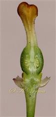  Pistil V.S.